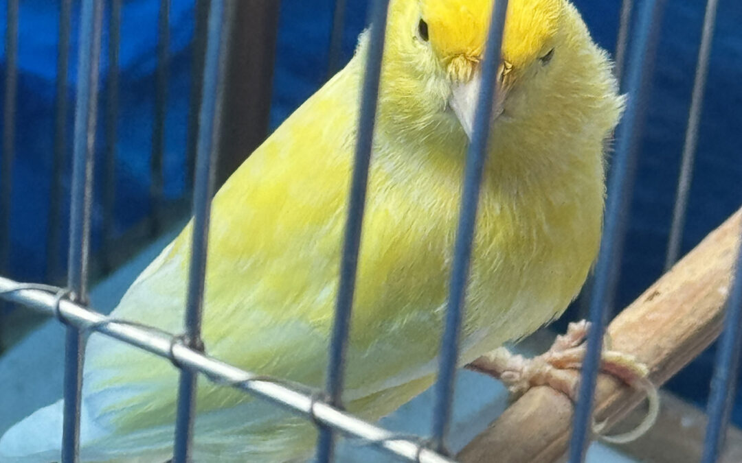 What a Canary Taught Me About Trusting God